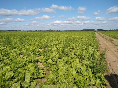 В Ярославской области эксперименты по применению экологически безопасных удобрений показали хорошие результаты